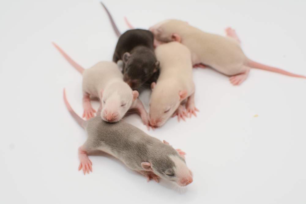 Fancy rat Pet only Rattus norvegicus 