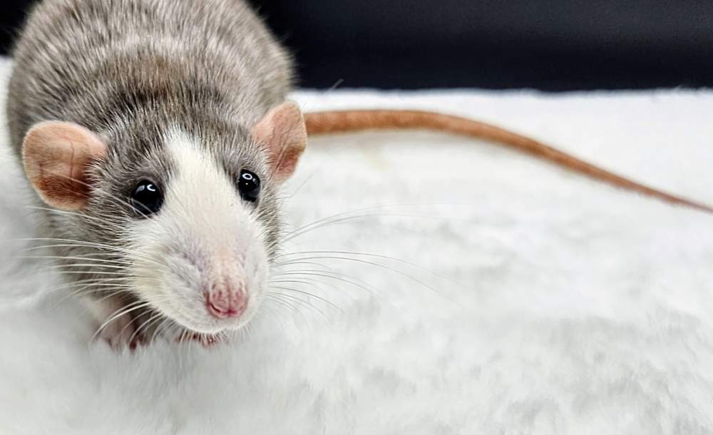 Fancy rat Breeder Rattus norvegicus 