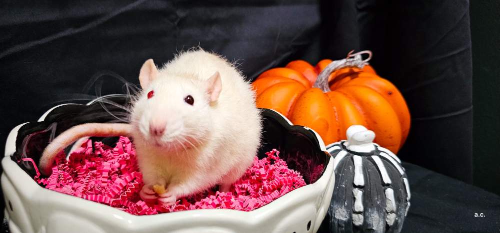 Fancy rat Breeder Rattus norvegicus 