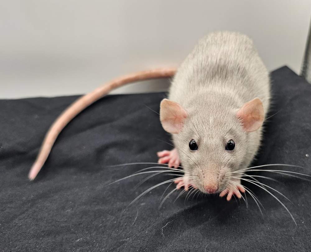 Fancy rat Breeder Rattus norvegicus 