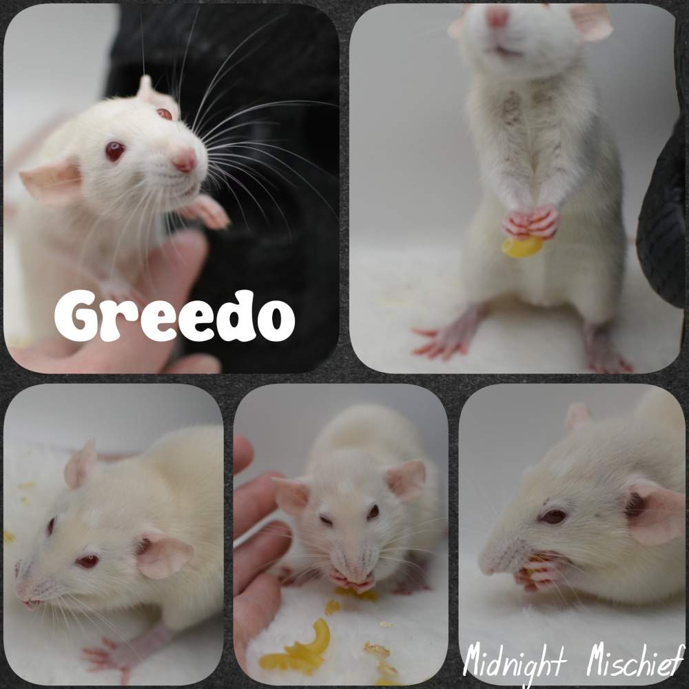 Fancy rat Breeder Rattus norvegicus 