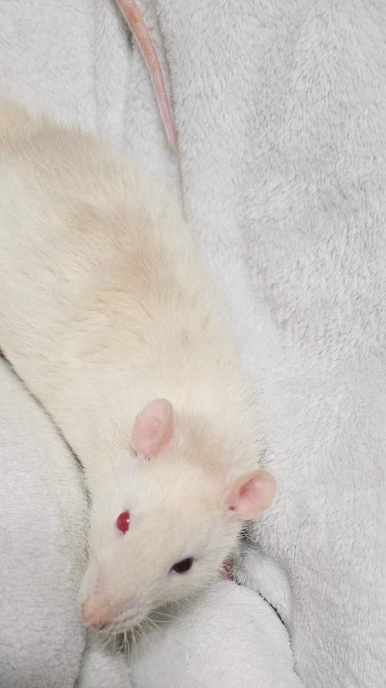 Fancy rat Breeder Rattus norvegicus 