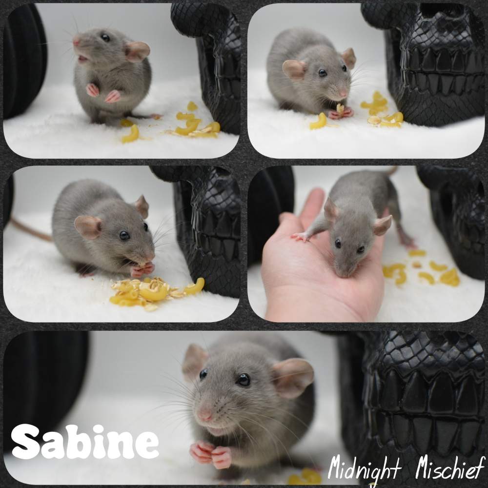 Fancy rat Breeder Rattus norvegicus 