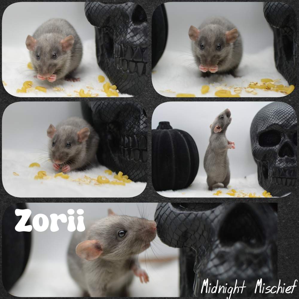 Fancy rat Breeder Rattus norvegicus 