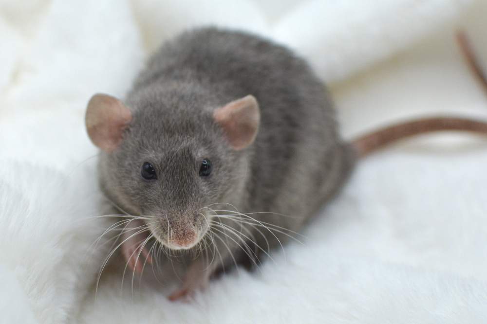 Fancy rat Breeder Rattus norvegicus 