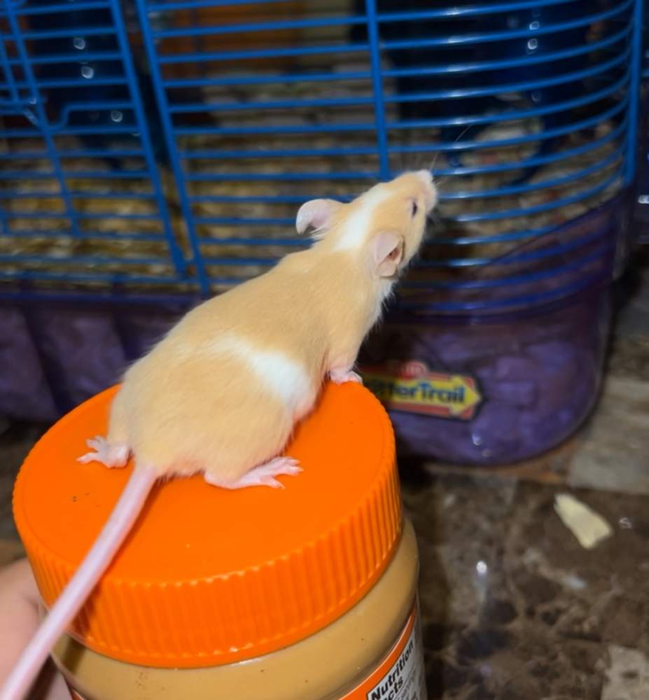 Fancy mouse Rehomed Mus musculus 