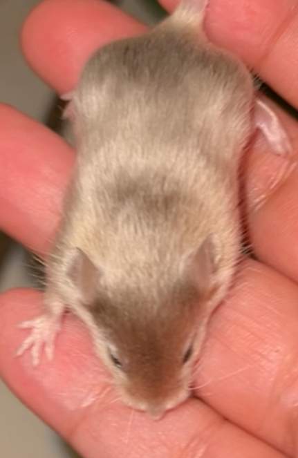 Fancy mouse Breeder Mus musculus 