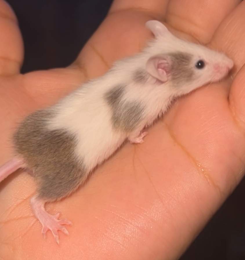 Fancy mouse Rehomed Mus musculus 