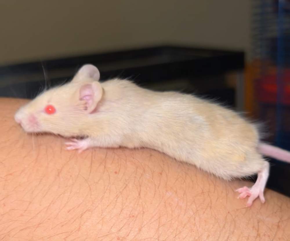 Fancy mouse Pet only Mus musculus 