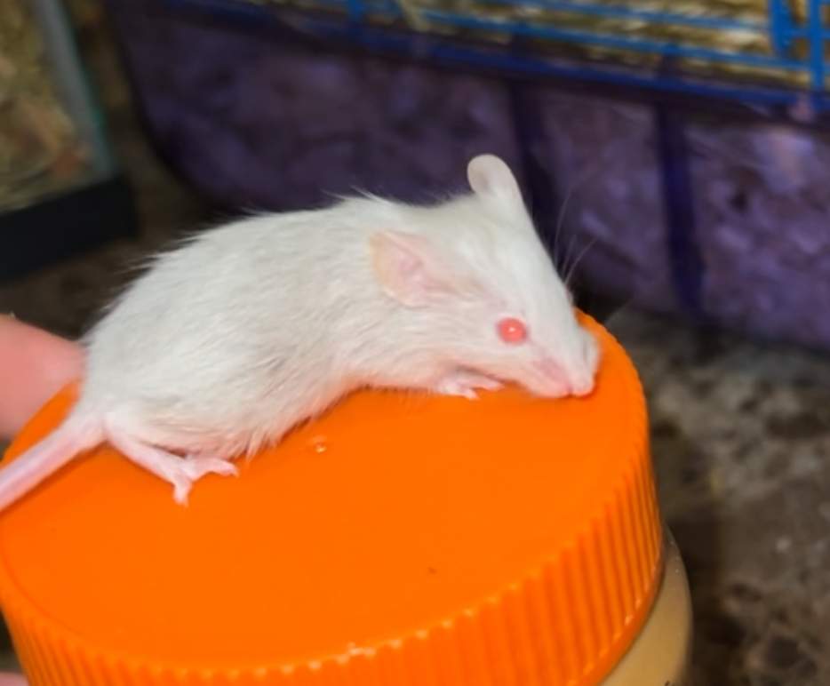 Fancy mouse Pet only Mus musculus 