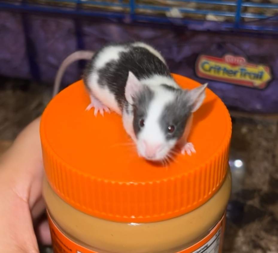 Fancy mouse Rehomed Mus musculus 