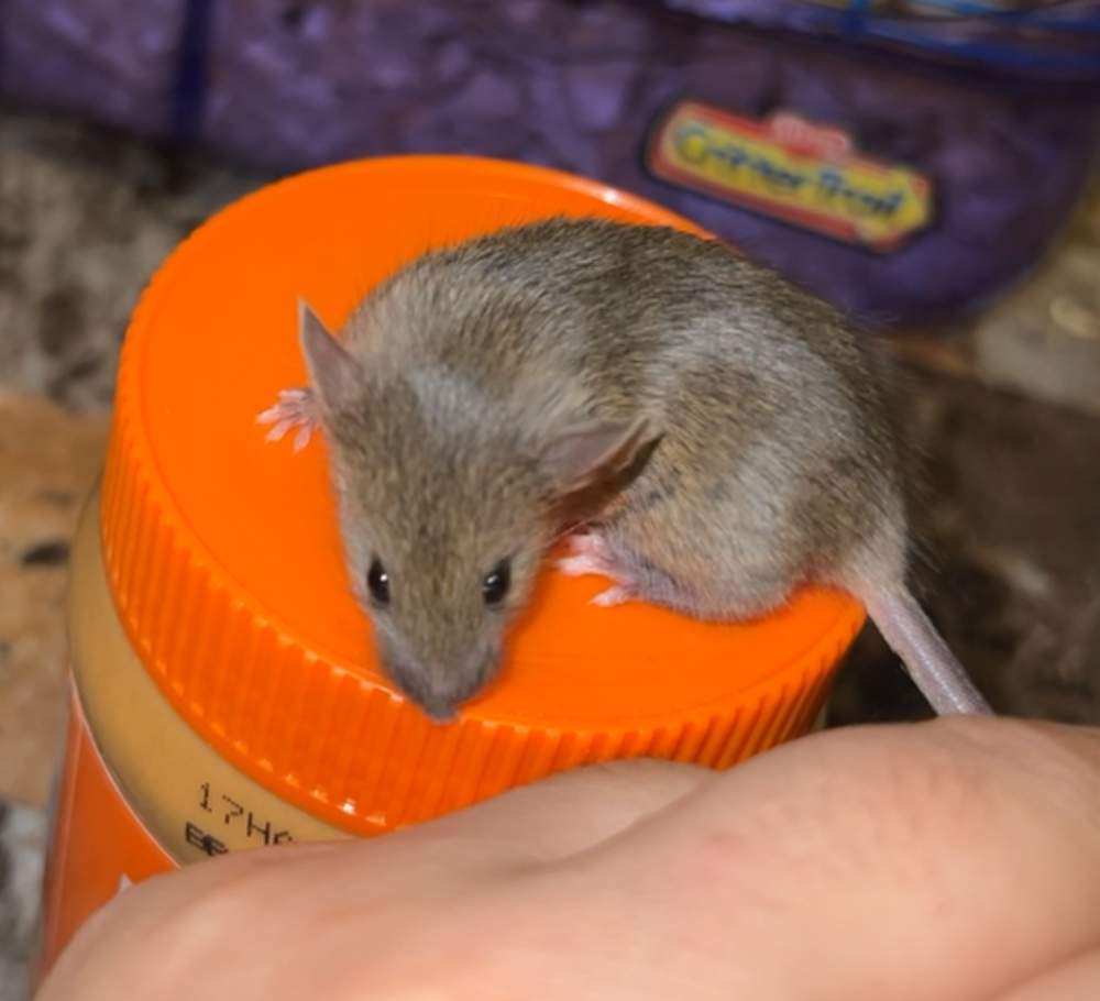 Fancy mouse Rehomed Mus musculus 