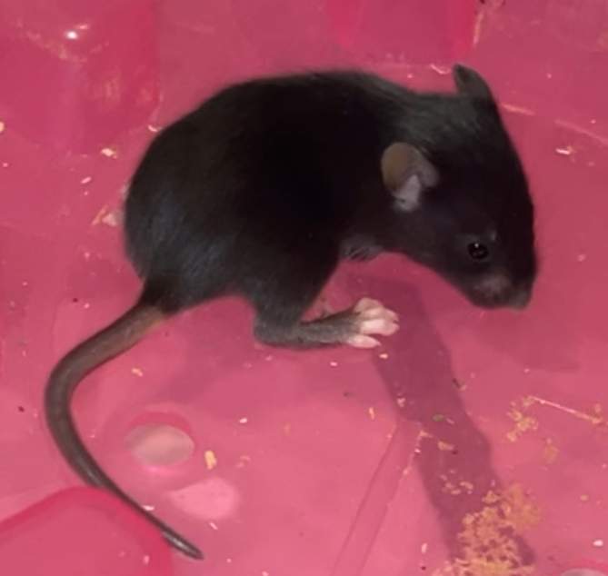 Fancy mouse Rehomed Mus musculus 