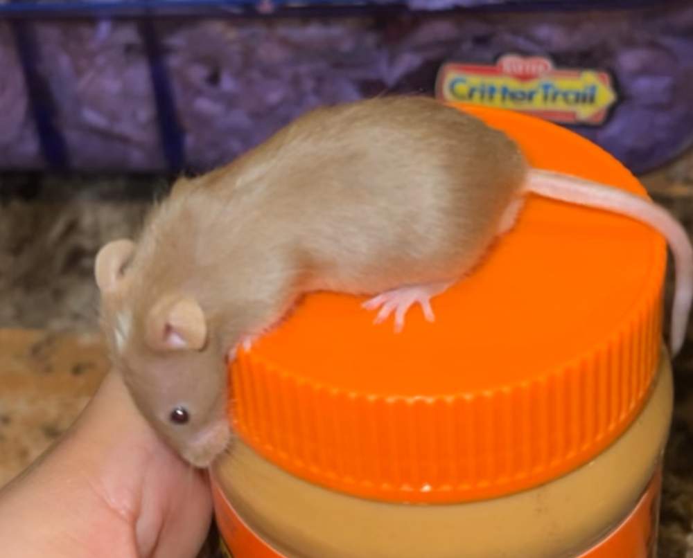 Fancy mouse Rehomed Mus musculus 