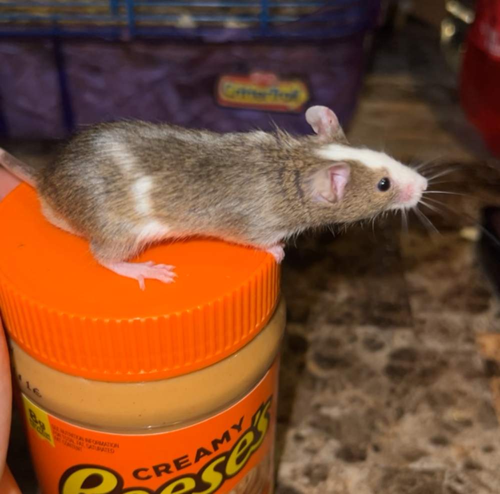 Fancy mouse Rehomed Mus musculus 
