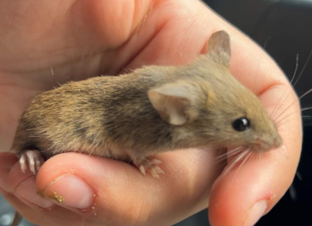 Fancy mouse Pet only Mus musculus 