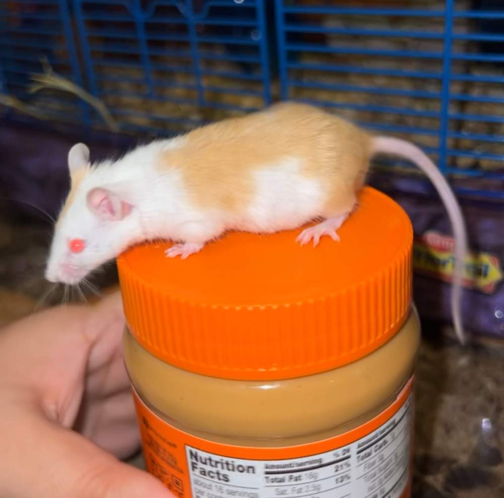 Fancy mouse Rehomed Mus musculus 
