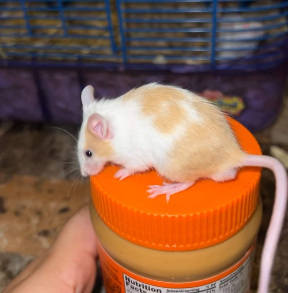 Fancy mouse Rehomed Mus musculus 