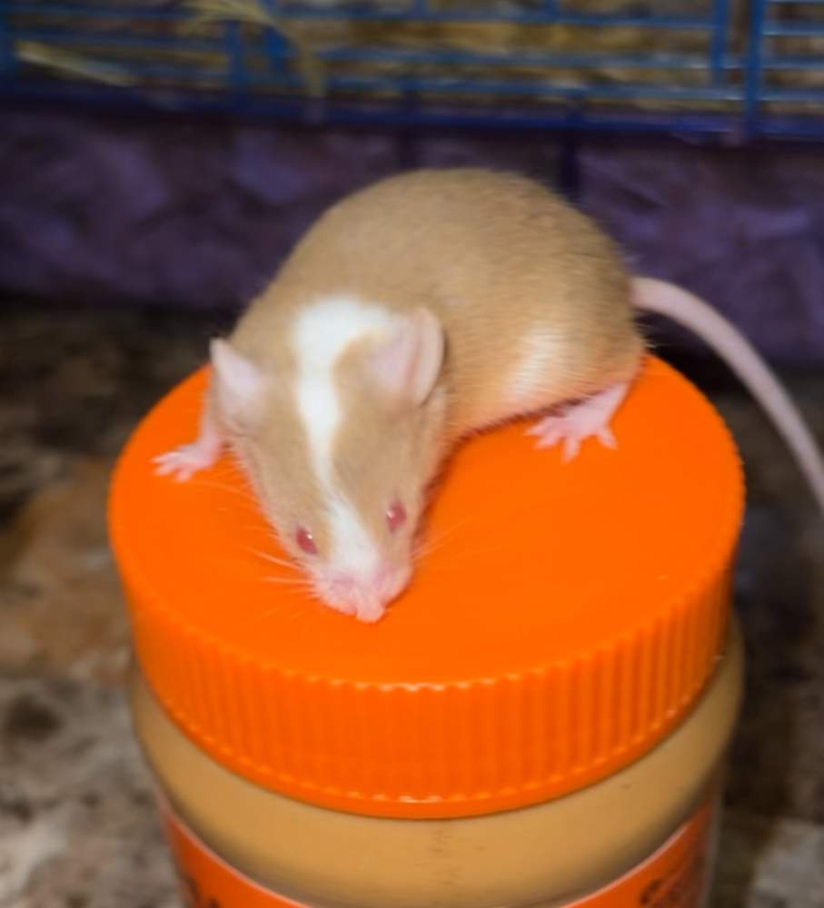 Fancy mouse Rehomed Mus musculus 