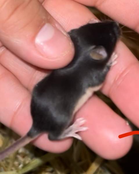 Fancy mouse Deceased Mus musculus 