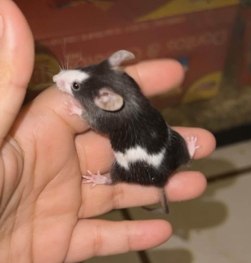 Fancy mouse Rehomed Mus musculus 
