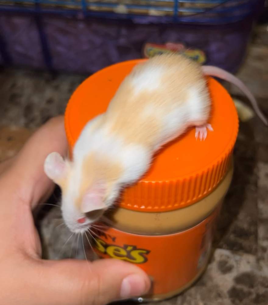 Fancy mouse Rehomed Mus musculus 