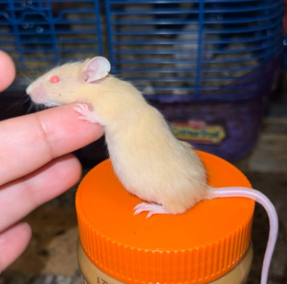Fancy mouse Pet only Mus musculus 
