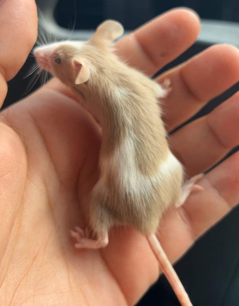 Fancy mouse Rehomed Mus musculus 