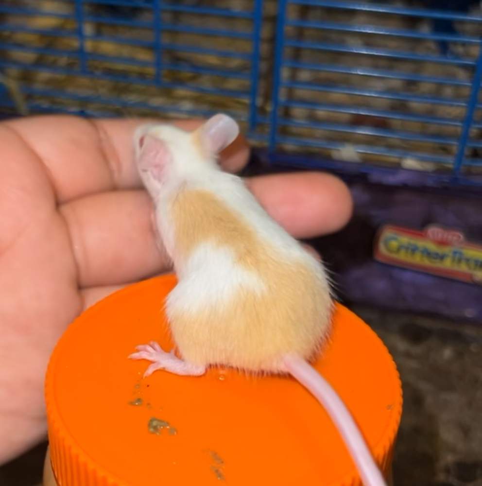 Fancy mouse Deceased Mus musculus 