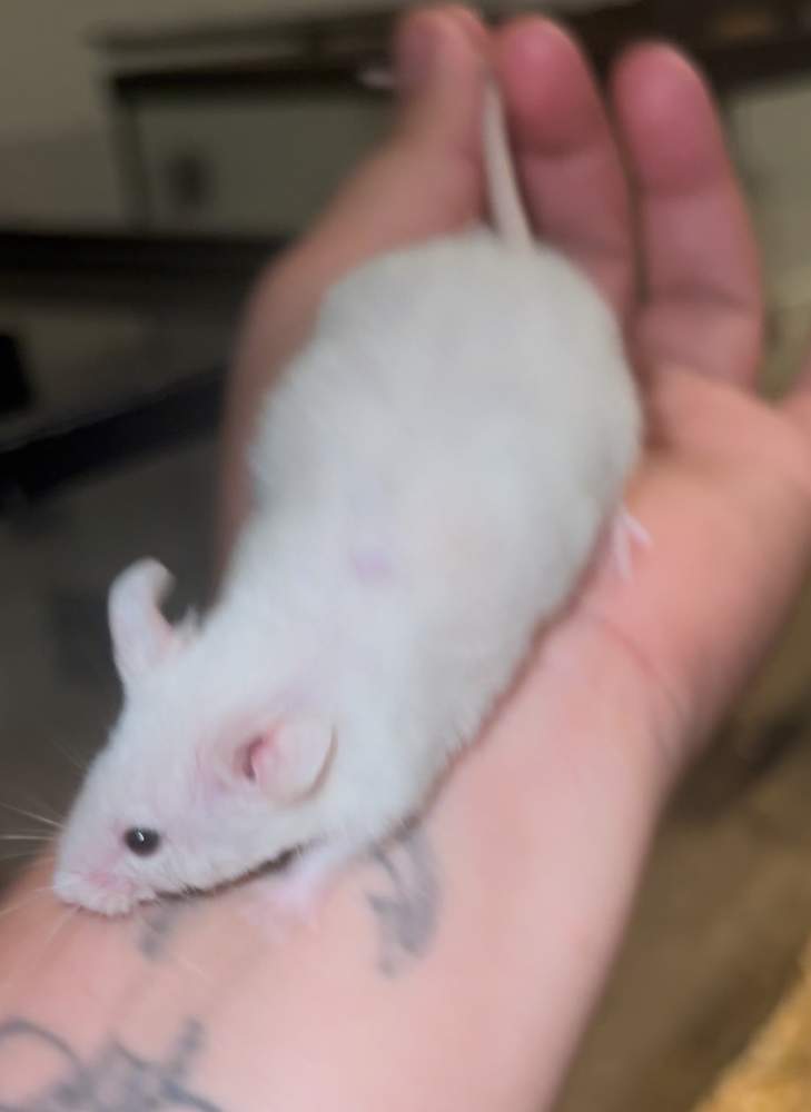 Fancy mouse Breeder Mus musculus 