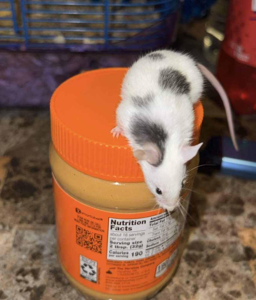 Fancy mouse Rehomed Mus musculus 