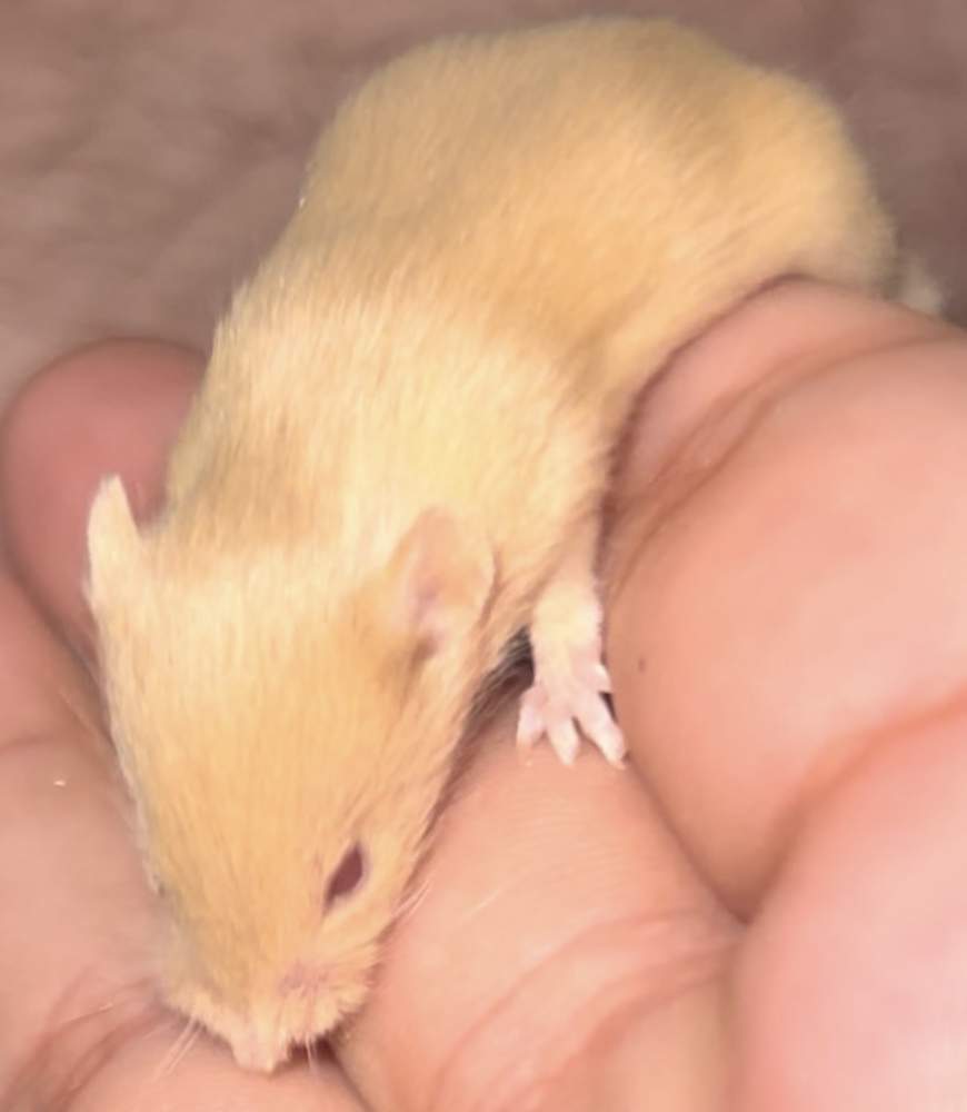 Fancy mouse Breeder Mus musculus 