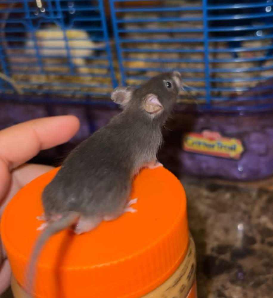 Fancy mouse Rehomed Mus musculus 