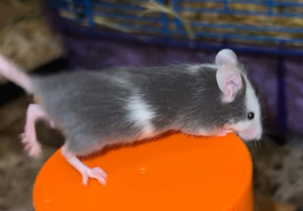 Fancy mouse Deceased Mus musculus 