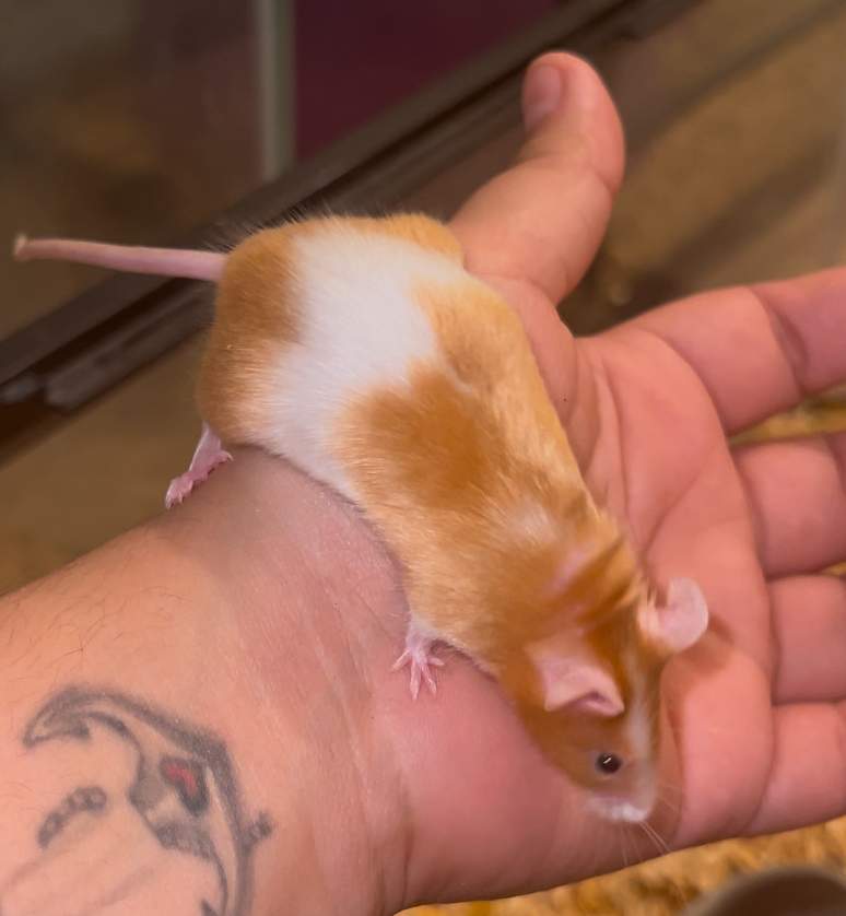 Fancy mouse Breeder Mus musculus 