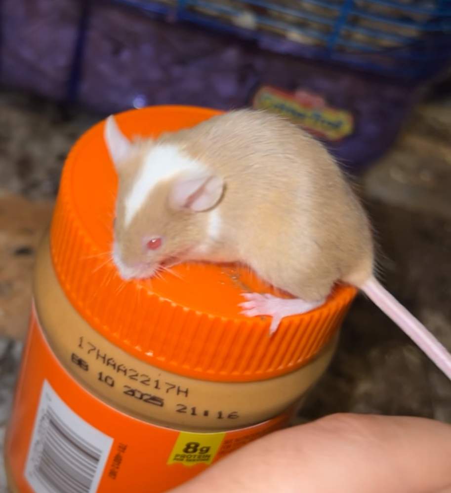 Fancy mouse Rehomed Mus musculus 