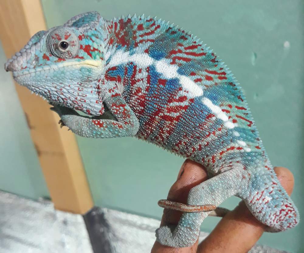 Panther chameleon Breeder Furcifer pardalis 