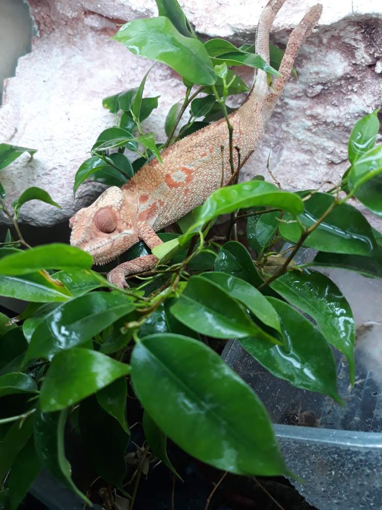 Panther chameleon Breeder Furcifer pardalis 