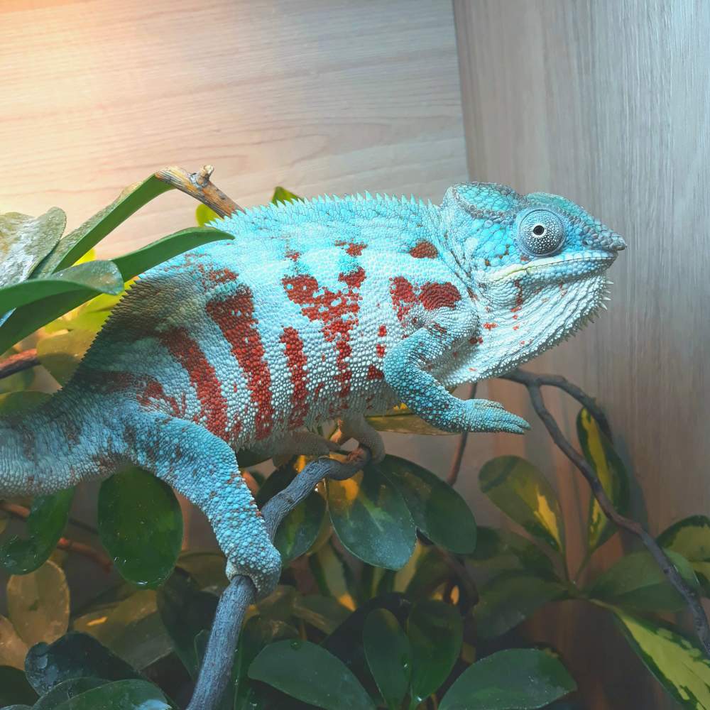 Panther chameleon Breeder Furcifer pardalis 