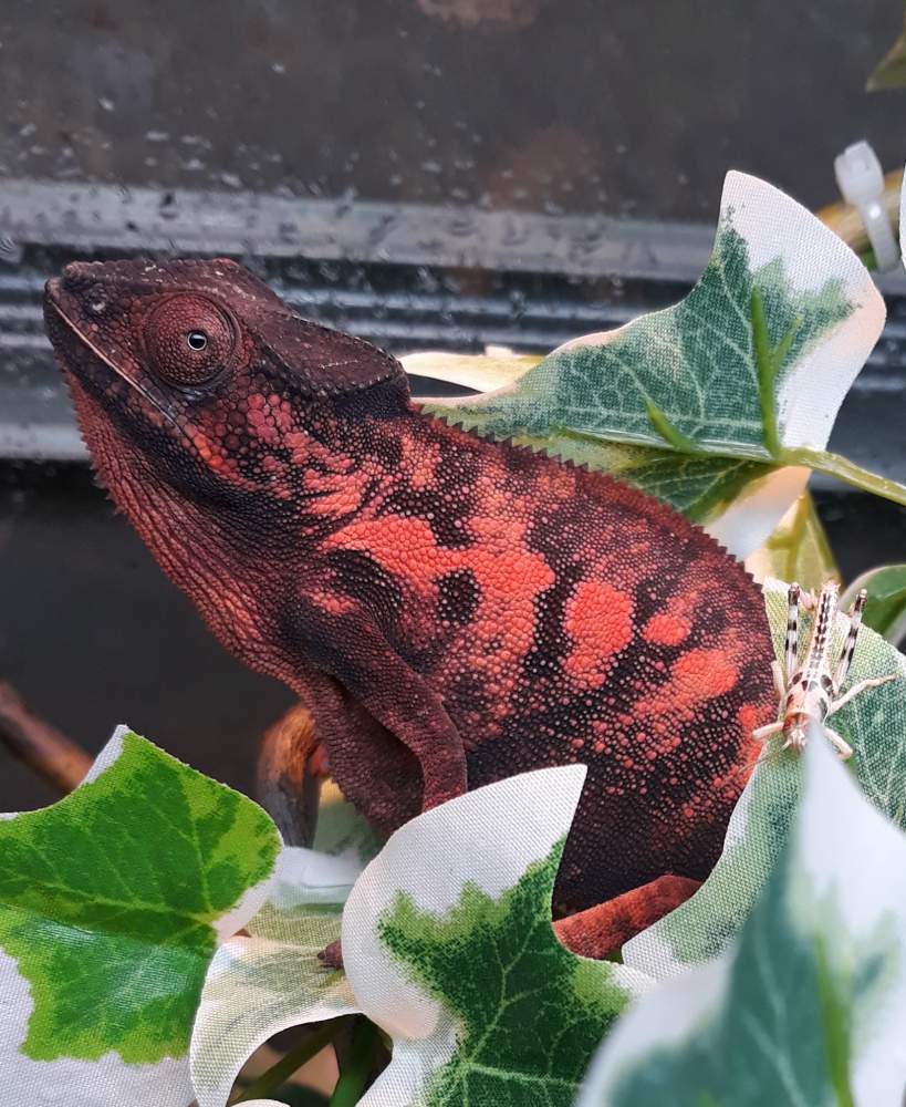 Panther chameleon Breeder Furcifer pardalis 