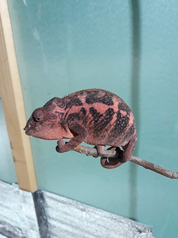 Panther chameleon Breeder Furcifer pardalis 