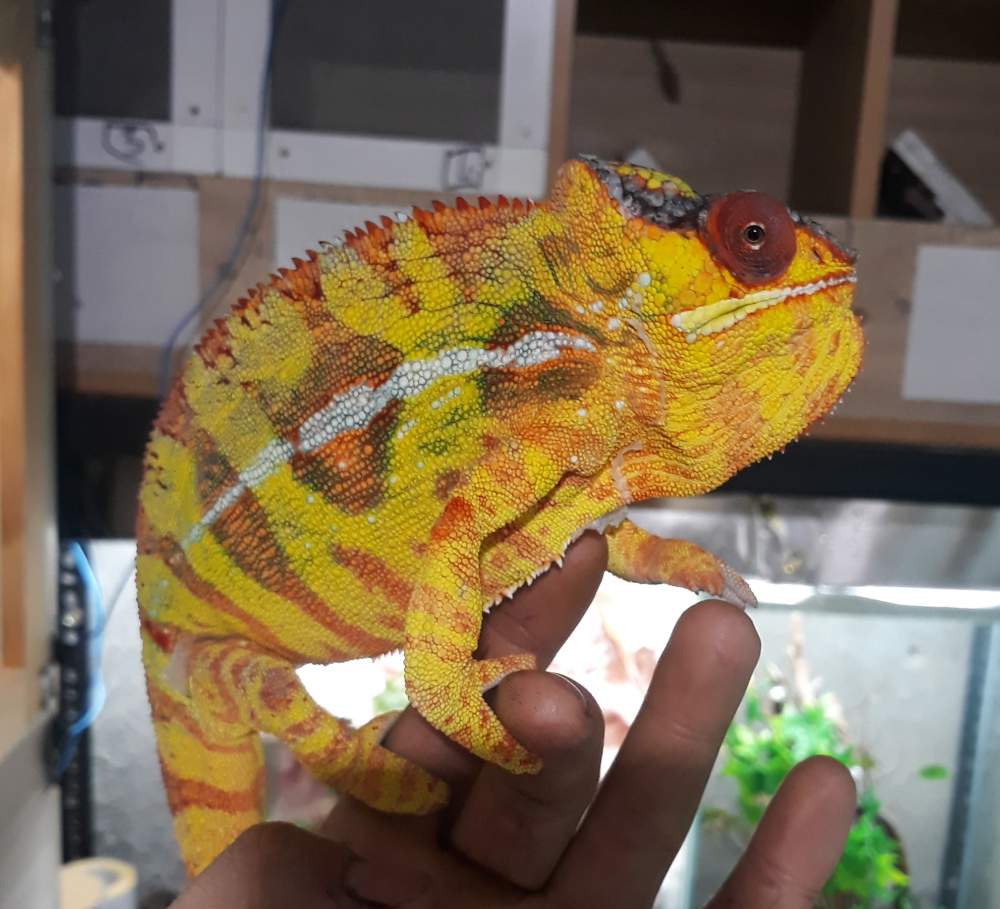 Panther chameleon Breeder Furcifer pardalis 