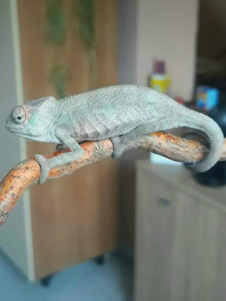 Panther chameleon Rehomed Furcifer pardalis 