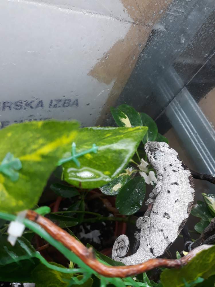 Panther chameleon Breeder Furcifer pardalis 