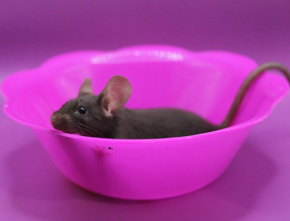 Fancy mouse Pet only Mus musculus 