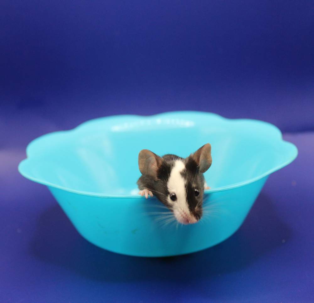 Fancy mouse Pet only Mus musculus 