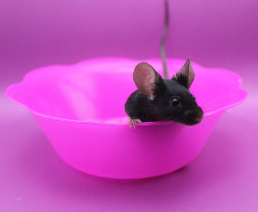 Fancy mouse Pet only Mus musculus 