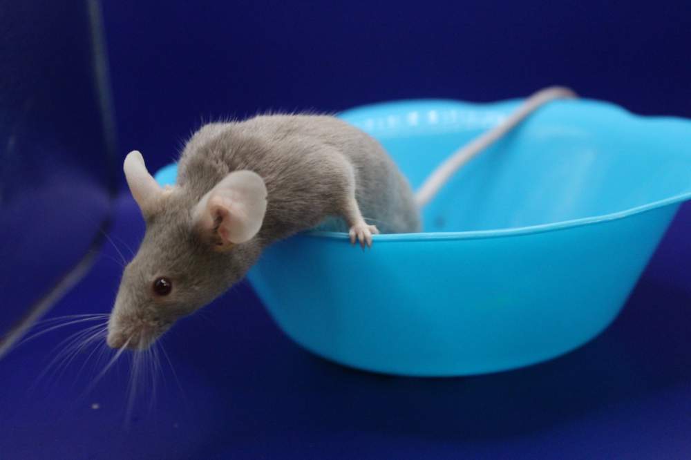 Fancy mouse Deceased Mus musculus 