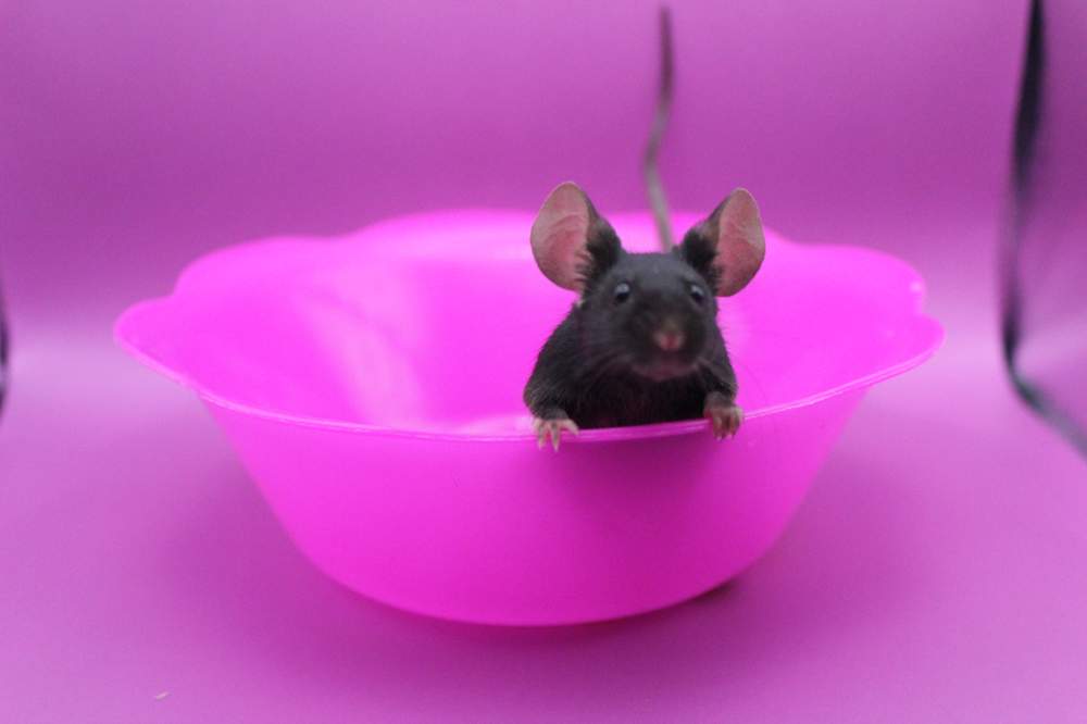 Fancy mouse Owned by other Mus musculus 