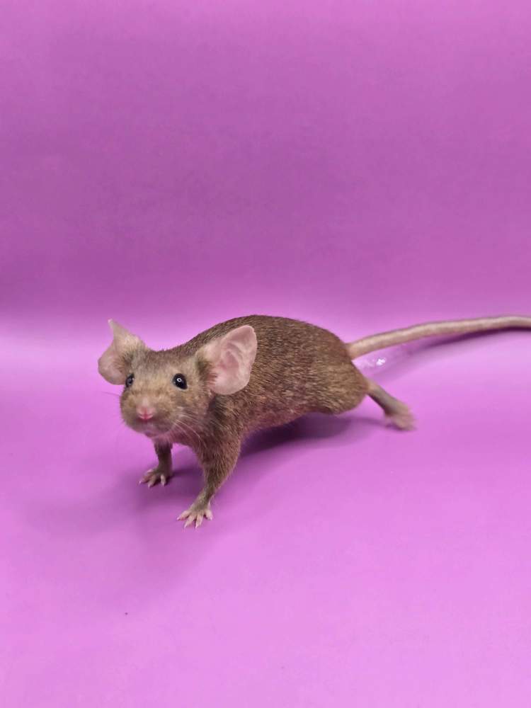Fancy mouse Pet only Mus musculus 